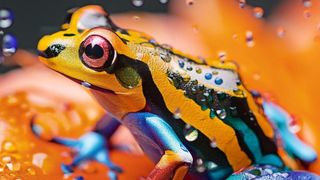 Photorealistic image of a colourful frog