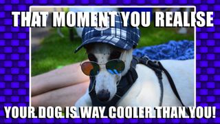 Meme featuring dog wearing sunglasses