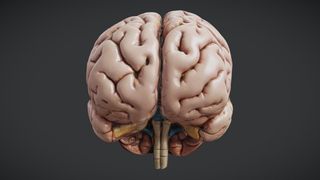 Human brain free 3D model