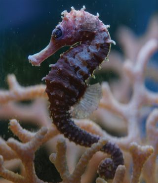 3D art: Seahorse