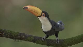 Best animation software; a bird on a tree branch