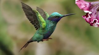 3D art 2025 predictions; a humming bird and a flower